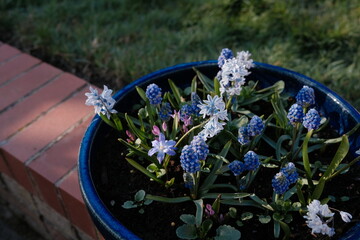 spring bulbs flowers in the blue pot