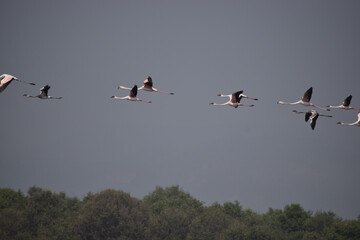A group of lesser flamingos are seen flying together high in the sky