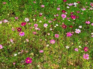 Cosmos flower field at the garden