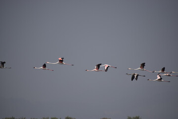 A group of lesser flamingos are seen flying high in the sky