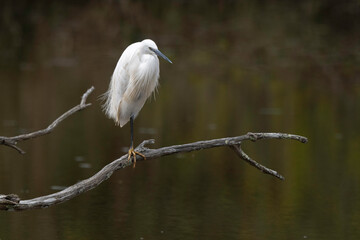 Aigrette garzette, .Egretta garzetta, Little Egret,