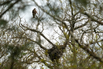 Milan noir, nid,.Milvus migrans, Black Kite