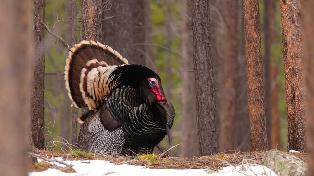 A wild Turkey in the Rocky Mountain National Park, Colorado.