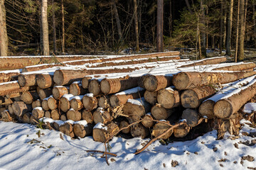 Pile of logs covered in snow