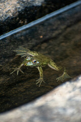 frog in the water