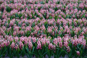 Obraz premium Pink hyacinth field in bloom