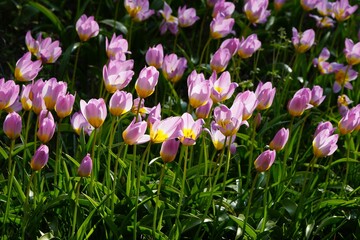 Purple and yellow tulip plants