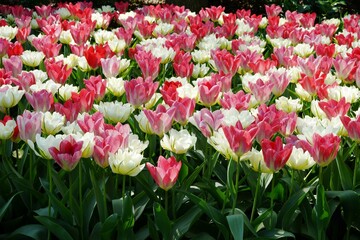 A mix of white, red and pink tulips growing in the same flower bed