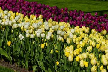 A mix of purple, yellow and white tulips