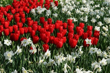 Red Tulips growing next to White daffodils 
