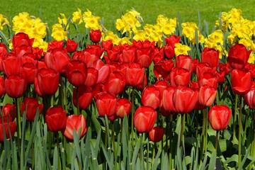 Yellow daffodils and red tulips flowers