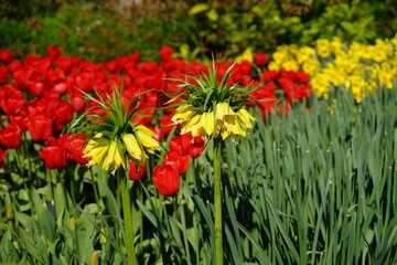 Yellow daffodils and red tulips flowers