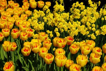 Yellow tulips and daffodils