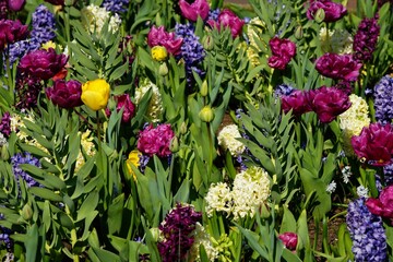 Mixed Spring Flowers close up