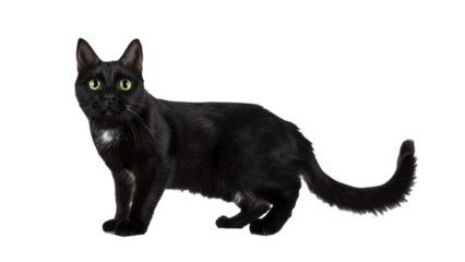 Standing Black Cat on Transparent Background