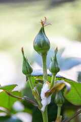 Philaenus spumarius hiding in cuckoo spit on rose bush