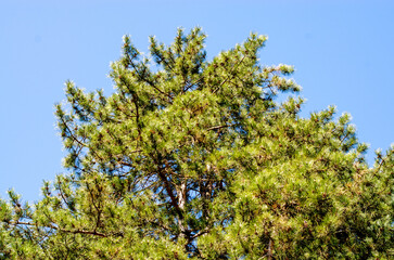 Pine Tree Top Isolated Blue Sky