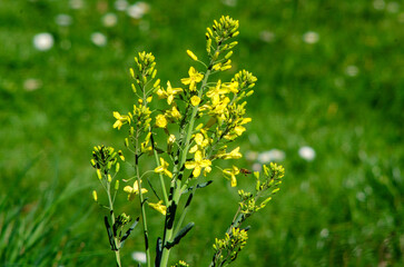 Yellow Flower Field with Bee