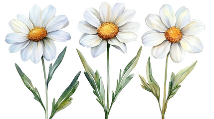 Elegant Watercolor White Daisies Floral Botanical Illustration Nature Design Three Flowers Isolated Transparent Background Art Pure Soft Daisy    