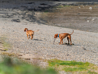 Two brown dogs playfully exploring a rocky beach together.