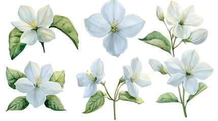 Obraz premium Elegant Watercolor White Apple Blossoms Floral Spring Botanical Illustration Nature Design Elements art pure soft plant fresh bloom branch 