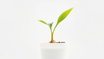 ⁨⁨⁨⁨⁨Photorealistic macro photograph, a seedling Sorghum (Sorghum bicolor).  Side view, extreme close-up. The seedling is growing from a small, minimalist white pot. The roots are visible
