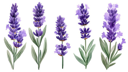 Five Watercolor Lavender Flowers Purple Floral Botanical Illustration Isolated on transparent Background Nature Design Element art spa herb plant 
