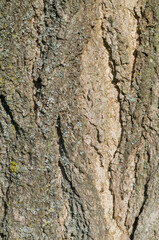 Naklejka premium Beautiful close-up of the bark of robinia pseudoacacia
