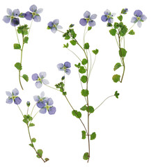 Set of dried veronica officinalis flowers. Digital herbarium, scrapbooking. Flowers, leaves of veronica officinalis, isolated on a white background. Herbarium.
