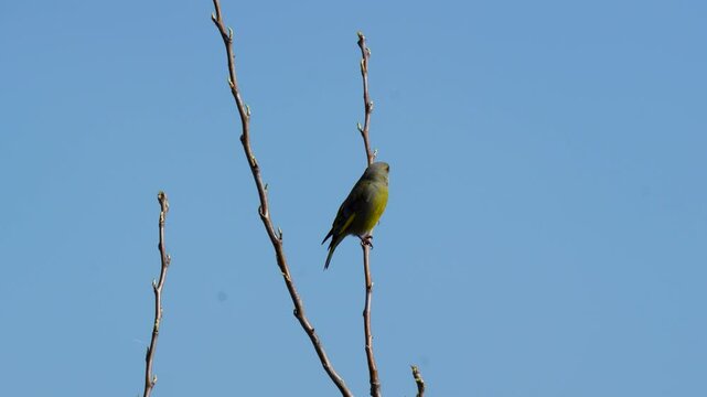 A little bird is sitting - a greenfinch.