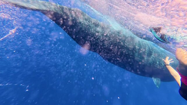 Majestic Marine Wildlife Snorkeling Adventure with Sperm Whale
