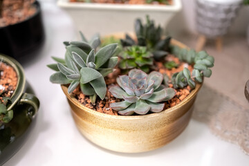 Succulents grow in a common pot. Indoor garden of succulents. Photo