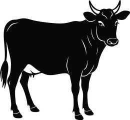black and white cow