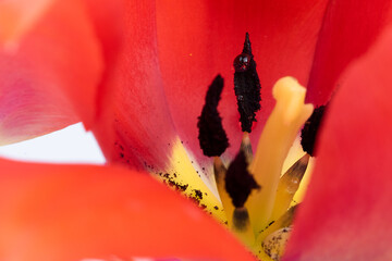 Close-up of detailed beautiful red-yellow tulips  