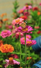Obraz premium bee on a coloured flower