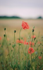 red poppy in the field
