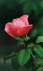 pink rose on green background