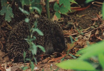 hedgehog in the grass