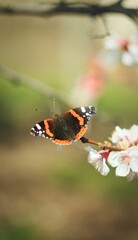 Black orange butterfly on flower