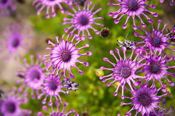 Flores de Osteospermum
