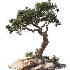 Isolated image of a tree on a png file at transparent background.