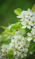 Red ladybug on a flower