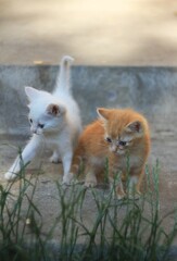 White and red kitten 