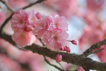 pink cherry  sakura blossom