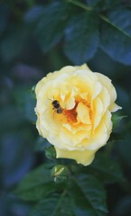 Bee and yellow rose in the garden