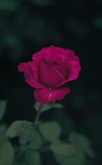 Dark pink rose on a black background