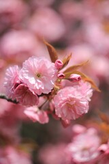 pink  sakura cherry blossom