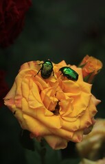yellow rose in the garden with green beetles 