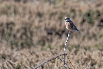 Common Linnet