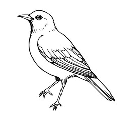 Fototapeta premium Line Art Bird: A detailed line art illustration showcases a bird in a moment of graceful movement. The crisp, clean lines accentuate the bird's form.